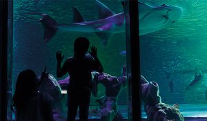 Sea Life Aquarium Orlando