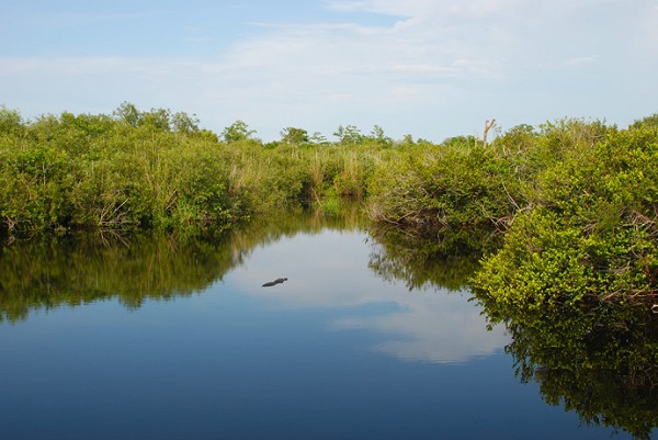 Anhinga Trail