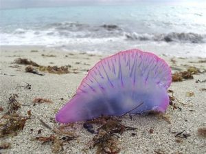 Florida beaches dangerous creatures